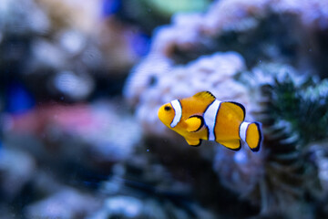 Fototapeta na wymiar clown fish on coral reef