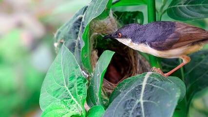Ashy Wren Warbler (Prinia Socialis) feeds young hungry fledglings in the nest