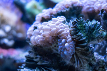 Fototapeta na wymiar clown fish in aquarium