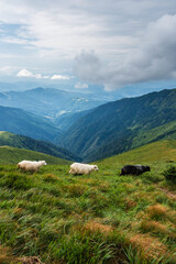 Fototapeta na wymiar High in the mountains shepherds graze cattle among the panorama of wild forests and fields of the Carpathians. After the rain is a beautiful mist at dawn. Sheep provide wool and milk, meat