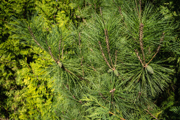 Pinus densiflora Umbraculifera in evergreen landscaped garden. Close-up. Green last year's cones on pine branch. Blurred yellow-green background. Selective focus. Texture. Nature of North Caucasus.