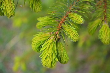 close up of a pine tree