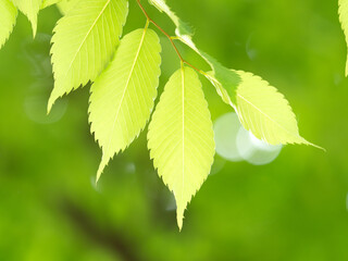 新緑のケヤキの葉