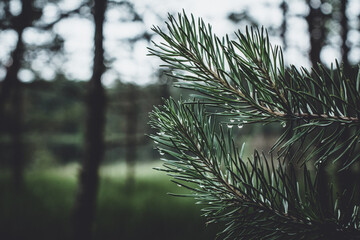 branches of pine tree