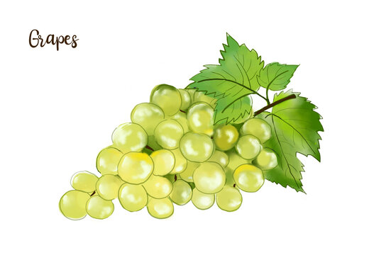 White grape watercolor illustration isolated in white background