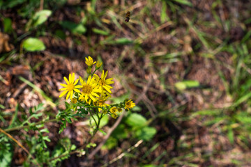 yellow flower in the grass