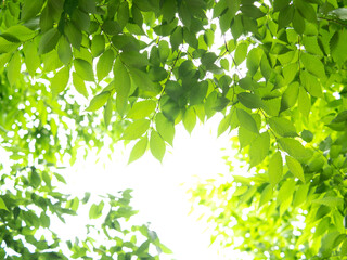 新緑のケヤキの葉