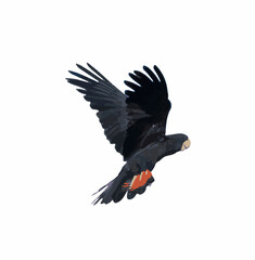 Illustration - Banks Cockatoo in flight