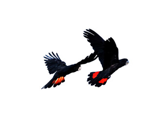 Illustration - Banks Cockatoo in flight © Michelle S. Juschke