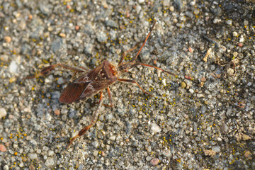 Amerikanische Kiefernwanze