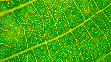 atmospheric close-up photo of green leaves. сlose up of leaf texture