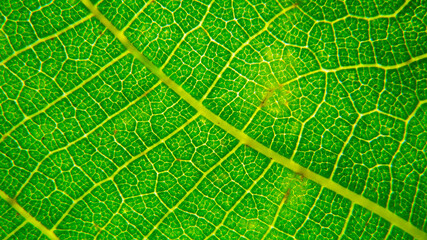 atmospheric close-up photo of green leaves. сlose up of leaf texture