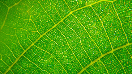atmospheric close-up photo of green leaves. сlose up of leaf texture
