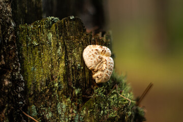 mushroom on tree