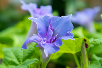 変化朝顔　千葉県佐倉市　日本