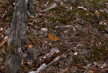 yellow autumn leaves
