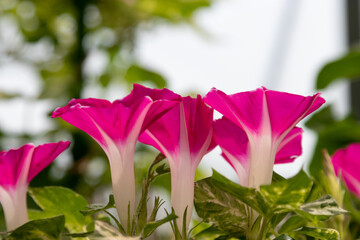 変化朝顔　千葉県佐倉市　日本