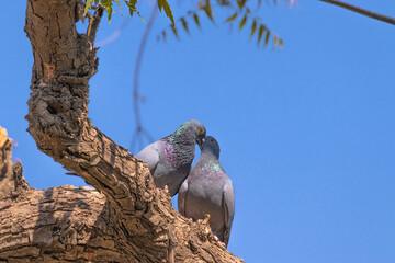 Kissing a couple of pigeon birds sitting on a neem tree