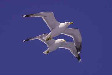 Flying seagulls over blue water background. 