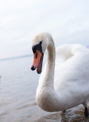 White Swan with an open beak
