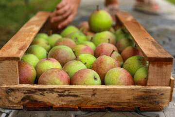 pears in a box