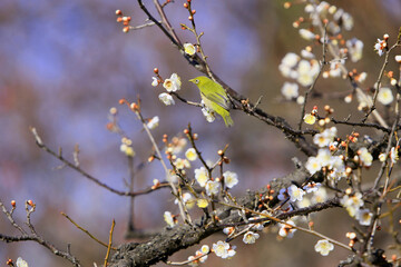梅にメジロ