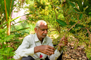 An Indian farmer wearing eye glasses observes that mango flowers fall apart due to pesticides
