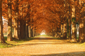 メタセコイアの並木