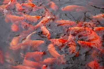 Close-up of a flock of Asian golden carp, symbol of prosperity and resilience In  many countries of Asia  in every rich  estate, palace there are ponds with such carps. The more fish, the more success
