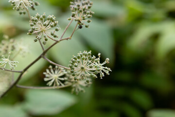 ウドの花と実　千葉県佐倉市　日本