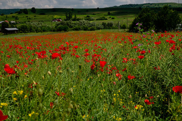 Poppies field