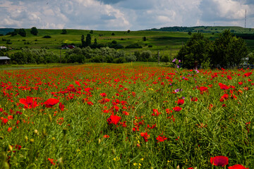 Poppies field