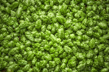 Green hops useful for background