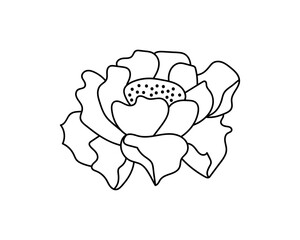 Coloring page book poppy or peony doodle. Outline hand drawing flower isolated on white. Sketch vector stock illustration. EPS 10