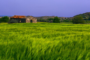 Obraz premium Natural green background. Gökçeada, Çanakkale. 