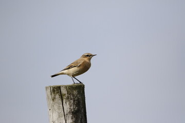 Northern wheatear perched on a fence post on the moors
