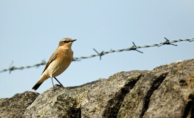 Northern wheatear perched on a fence post on the moors