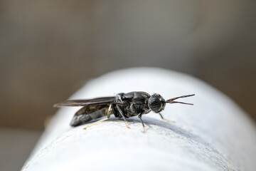  Blueish Fly insect body parts details,wild macro animal nature closeup 