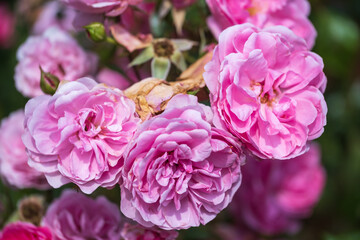 Close up of pink roses in the garden on a sunny summer day