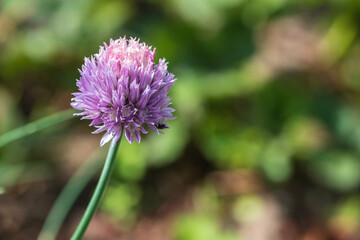 Close up of a purple onion flower in the garden on a sunny summer day