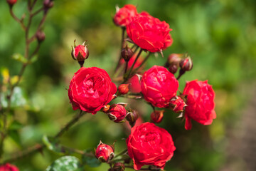 Close up of blooming red roses in the garden on a sunny summer day