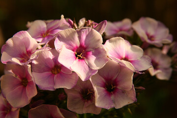 Close up of a phlox flower in a meadow
