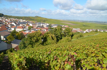 Fototapeta na wymiar landscape with vineyards in Champagne France