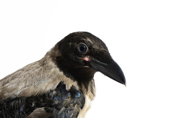 Carrion crow (Corvus corone) black bird and looking at camera