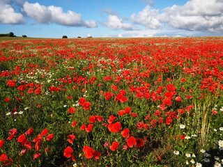 Bright red poppy flower field with blue sky behind