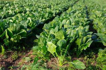 View of field planted with ripening green spinach cultivar. Popular leafy vegetable crop