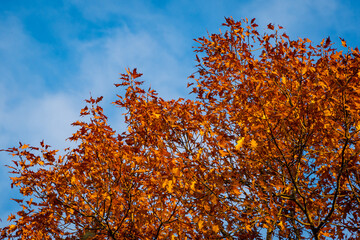 Huge oak tree with golden autumn leaves at sunset against blue sky. Close-up. Leaves glow in sun at sunset. Autumn landscape garden. North Caucasus nature concept for design