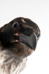 Carrion crow (Corvus corone) black bird and looking at camera
