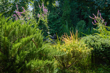 Fototapeta premium Cossack juniper Juniperus sabina Tamariscifolia on blurred background of water surface of pond. Selective focus. Evergreen landscaped garden. Lythrum salicaria or purple loosestrife in background.