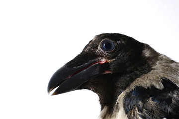 Carrion crow (Corvus corone) black bird and looking at camera